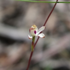 Caladenia moschata at Point 5810 - 16 Oct 2016