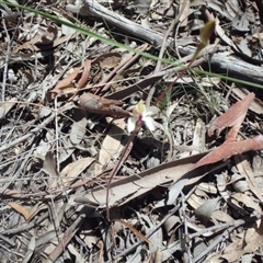 Caladenia moschata at Point 5810 - 16 Oct 2016