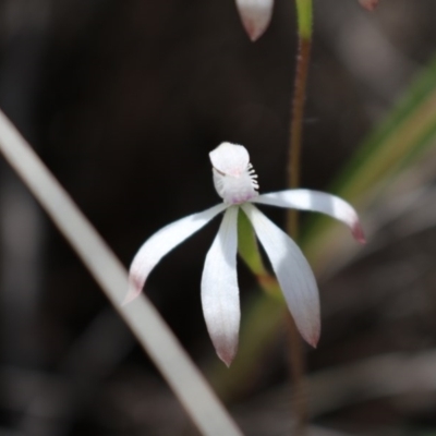 Caladenia ustulata (Brown Caps) at Point 88 - 16 Oct 2016 by Jo