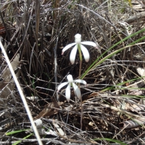 Caladenia ustulata at Point 5810 - 16 Oct 2016