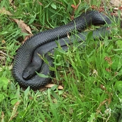 Pseudechis porphyriacus (Red-bellied Black Snake) at Wandiyali-Environa Conservation Area - 24 Oct 2016 by Wandiyali