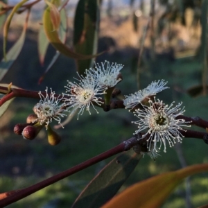 Eucalyptus dives at Googong, NSW - 24 Oct 2016