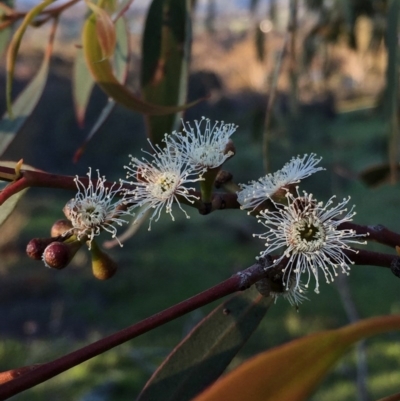 Eucalyptus dives (Broad-leaved Peppermint) at QPRC LGA - 24 Oct 2016 by Wandiyali