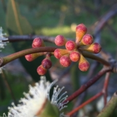 Eucalyptus dives at Googong, NSW - 24 Oct 2016