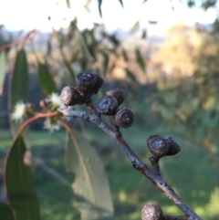 Eucalyptus dives at Googong, NSW - 24 Oct 2016