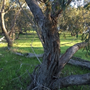 Eucalyptus dives at Googong, NSW - 24 Oct 2016