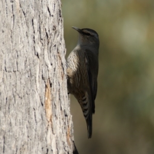 Climacteris picumnus at Booth, ACT - 3 Aug 2016