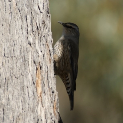Climacteris picumnus victoriae (Brown Treecreeper) at Booth, ACT - 3 Aug 2016 by roymcd
