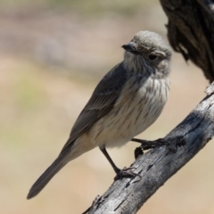 Pachycephala rufiventris (Rufous Whistler) at Mulligans Flat - 24 Oct 2016 by CedricBear