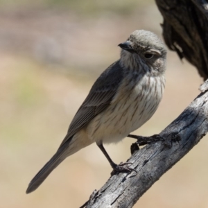 Pachycephala rufiventris at Gungahlin, ACT - 24 Oct 2016