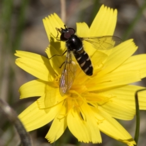 Melangyna viridiceps at Sutton, NSW - 24 Oct 2016