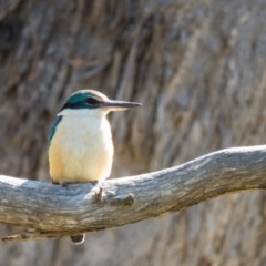 Todiramphus sanctus (Sacred Kingfisher) at Mulligans Flat - 23 Oct 2016 by CedricBear