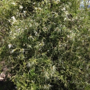 Clematis leptophylla at Garran, ACT - 24 Oct 2016