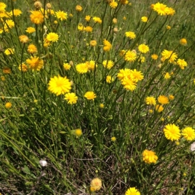 Calotis lappulacea (Yellow Burr Daisy) at Red Hill Nature Reserve - 24 Oct 2016 by Ratcliffe