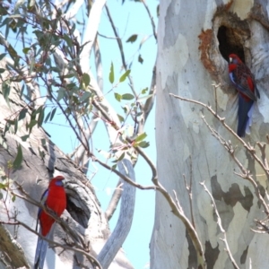 Platycercus elegans at Garran, ACT - 24 Oct 2016