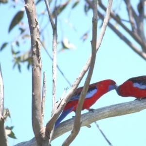 Platycercus elegans at Garran, ACT - 24 Oct 2016