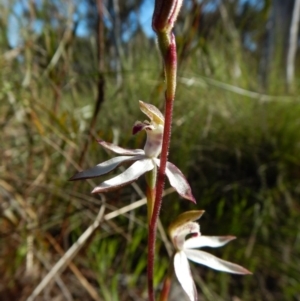 Caladenia moschata at Belconnen, ACT - 24 Oct 2016