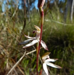 Caladenia moschata (Musky Caps) at Belconnen, ACT - 24 Oct 2016 by CathB