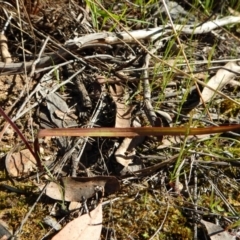 Caladenia moschata at Belconnen, ACT - suppressed