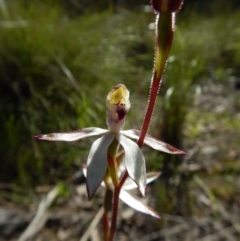 Caladenia moschata at Belconnen, ACT - suppressed