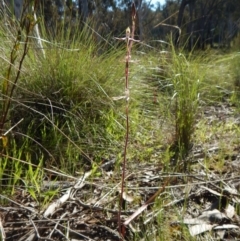 Caladenia moschata at Belconnen, ACT - 24 Oct 2016