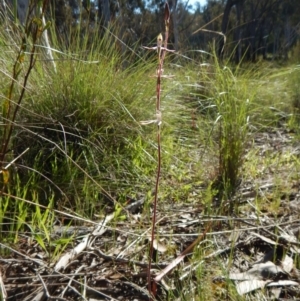 Caladenia moschata at Belconnen, ACT - 24 Oct 2016