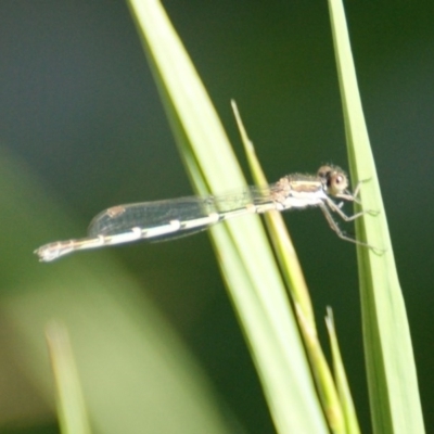 Austrolestes leda (Wandering Ringtail) at Narrabundah, ACT - 20 Oct 2016 by roymcd