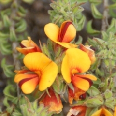 Pultenaea procumbens (Bush Pea) at Garran, ACT - 22 Oct 2016 by roymcd