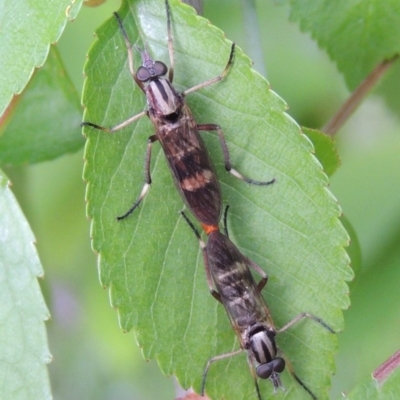 Ectinorhynchus sp. (genus) (A Stiletto Fly) at Pollinator-friendly garden Conder - 21 Oct 2016 by michaelb