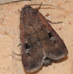 Agrotis infusa (Bogong Moth, Common Cutworm) at Conder, ACT - 21 Oct 2016 by michaelb