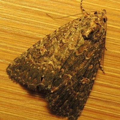 Hypoperigea tonsa (A Noctuid moth (Acronictinae) at Conder, ACT - 22 Oct 2016 by MichaelBedingfield