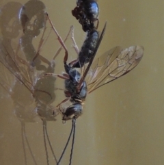 Tiphiidae (family) (Unidentified Smooth flower wasp) at Conder, ACT - 7 Feb 2016 by MichaelBedingfield