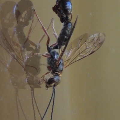 Tiphiidae (family) (Unidentified Smooth flower wasp) at Conder, ACT - 7 Feb 2016 by MichaelBedingfield