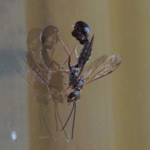 Tiphiidae (family) at Conder, ACT - 7 Feb 2016 05:22 PM