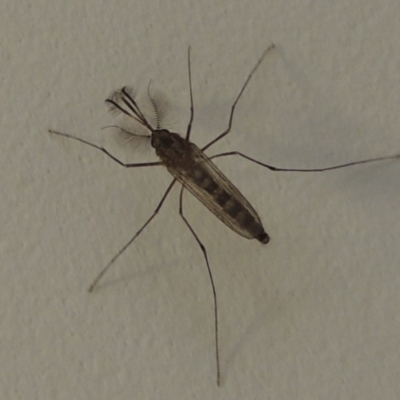 Culicidae (family) (A mosquito) at Conder, ACT - 16 Oct 2016 by MichaelBedingfield