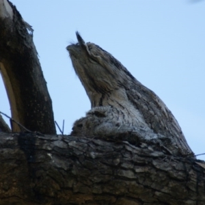 Podargus strigoides at Garran, ACT - 24 Oct 2016 12:00 AM