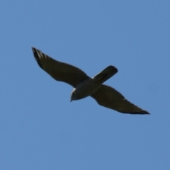 Tachyspiza fasciata (Brown Goshawk) at Garran, ACT - 24 Oct 2016 by roymcd