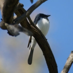 Myiagra rubecula at Garran, ACT - 24 Oct 2016