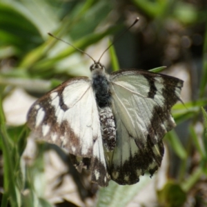 Belenois java at Red Hill, ACT - 24 Oct 2016