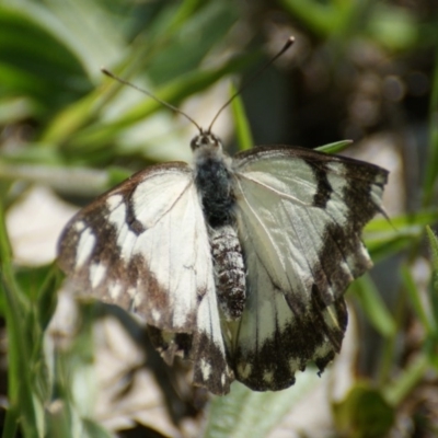 Belenois java (Caper White) at Red Hill Nature Reserve - 24 Oct 2016 by roymcd