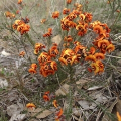 Dillwynia sp. Yetholme (P.C.Jobson 5080) NSW Herbarium at Mount Taylor - 2 Oct 2017 by MatthewFrawley