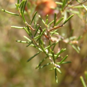 Dillwynia sp. Yetholme (P.C.Jobson 5080) NSW Herbarium at Kambah, ACT - 2 Oct 2017