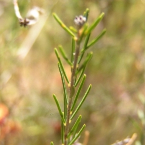 Dillwynia sp. Yetholme (P.C.Jobson 5080) NSW Herbarium at Kambah, ACT - 2 Oct 2017