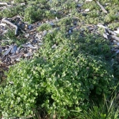 Stuartina muelleri (Spoon Cudweed) at Watson, ACT - 28 Sep 2016 by waltraud