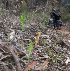 Caladenia actensis (Canberra Spider Orchid) by waltraud