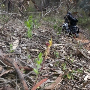 Caladenia actensis at suppressed - suppressed