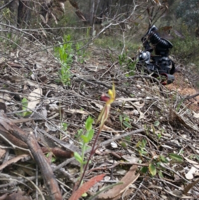 Caladenia actensis (Canberra Spider Orchid) at Mount Majura - 24 Sep 2016 by waltraud