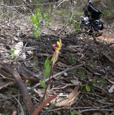 Caladenia actensis (Canberra Spider Orchid) at Mount Majura - 24 Sep 2016 by waltraud