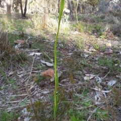 Diuris sp. (A donkey orchid) at Majura, ACT - 25 Sep 2016 by waltraud
