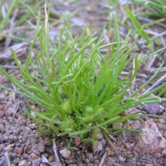 Isoetopsis graminifolia (Grass Cushion Daisy) at Kambah, ACT - 4 Oct 2010 by MatthewFrawley